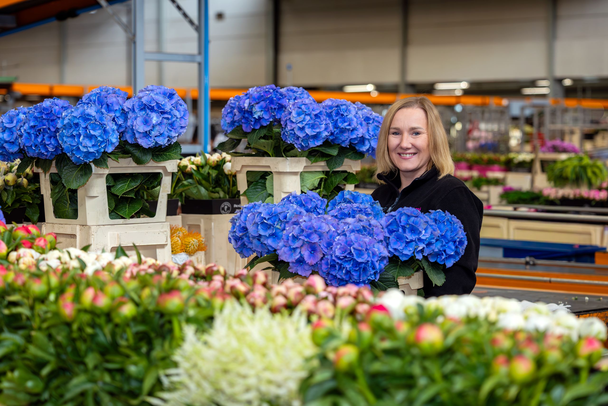 Fresh hydrangeas