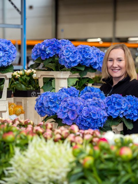 Fresh hydrangeas