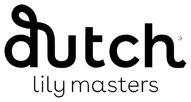 Dutch Lily Masters